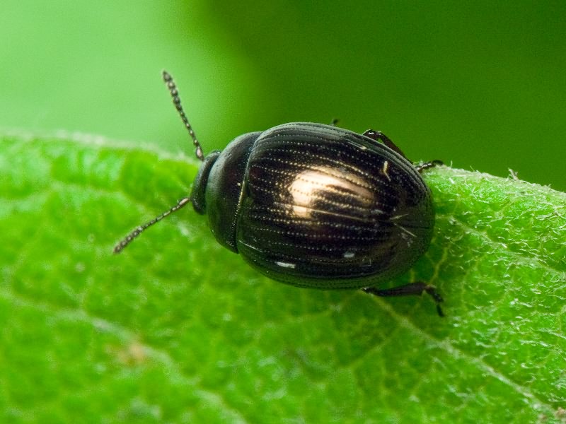 Neophaedon pyritosus (Rossi, 1792)